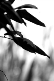 Mai i te kei o te waka ki te ihu o te waka