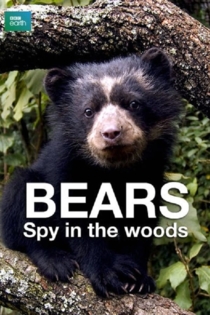 Bears: Spy in the Woods