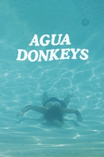Agua Donkeys