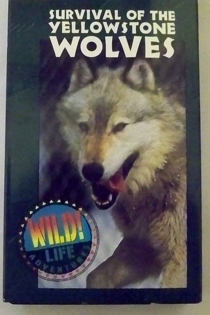 Survival of the Yellowstone Wolves