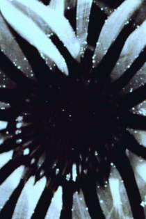 horses in the year of the dog