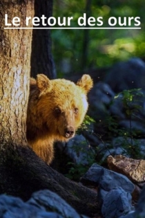 Le retour des ours