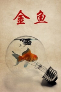 金鱼
