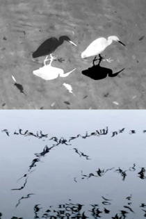 Animal Studies (Egret / Seagull Reflection / Midges / Spider / Swans in a Line)
