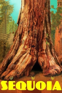 Sequoia