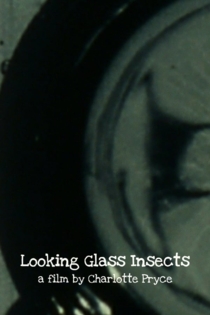 Looking Glass Insects