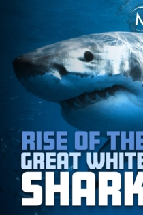Rise Of The Great White Shark
