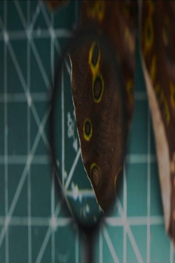 Cecrópia com Cercóspora