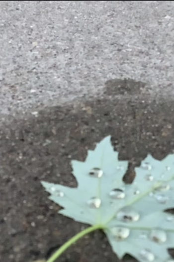 a walk amongst the leaves