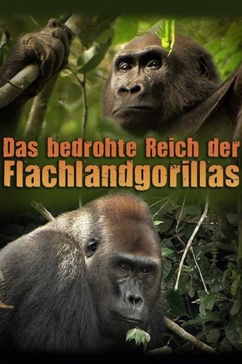 Das bedrohte Reich der Flachlandgorillas