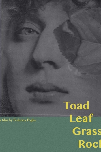 Toad, Leaf, Grass, Rock