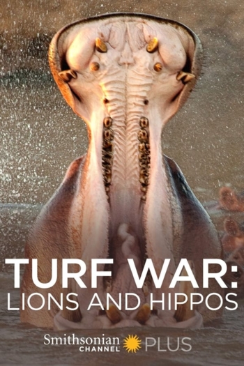 Turf War: Lions and Hippos