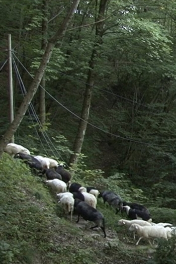 The New Wild: Life in the Abandoned Lands