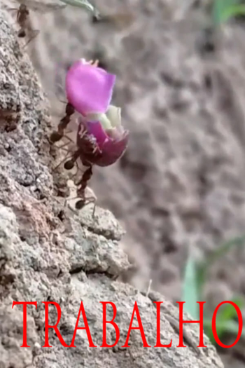 TRABALHO