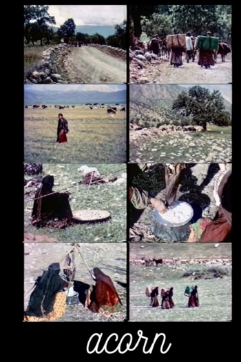 Acorn