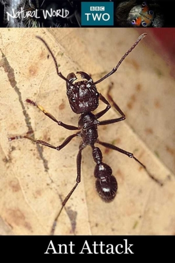 Ant Attack