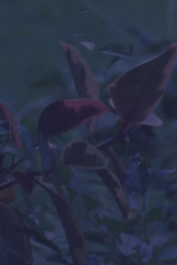 come wishes be horses