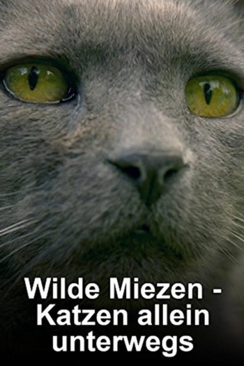 Wilde Miezen - Katzen allein unterwegs