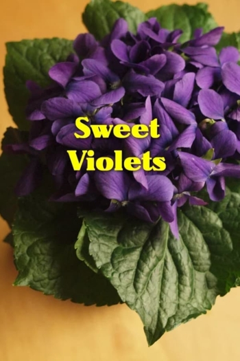 Sweet Violets
