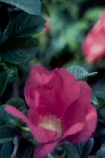 [desi're] - The Goldstein Reels