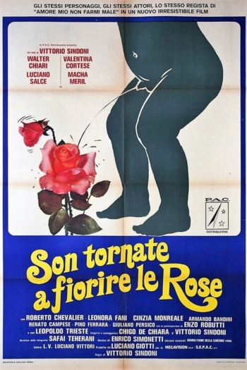 Son tornate a fiorire le rose