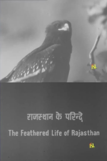 The Feathered Life of Rajasthan