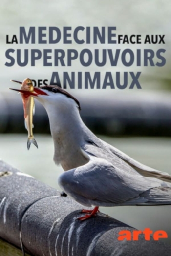 Wild Medicine - The Superpowers of Animals