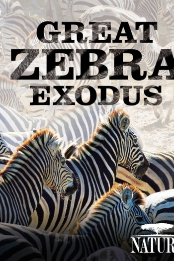 Nature: Great Zebra Exodus