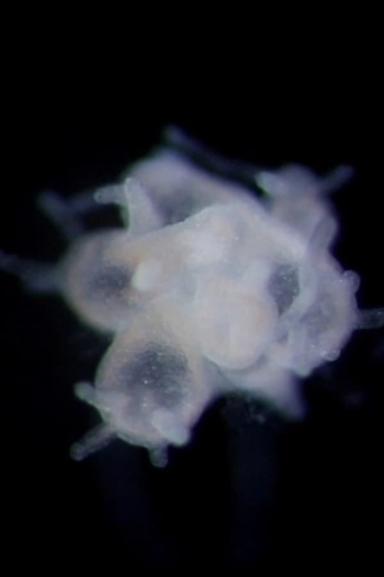 The Problem of the Hydra