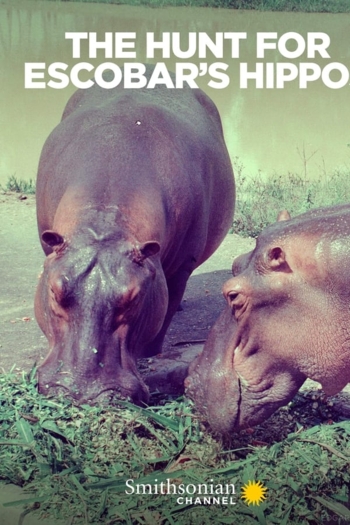 The Hunt for Escobar's Hippos