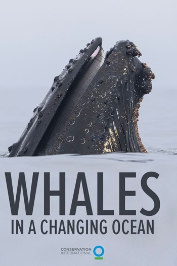 Whales in a Changing Ocean