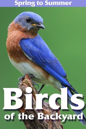 Birds of the Backyard: Spring in to Summer