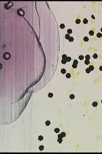 Made from Job's Tears