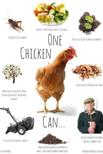 Permaculture Chickens