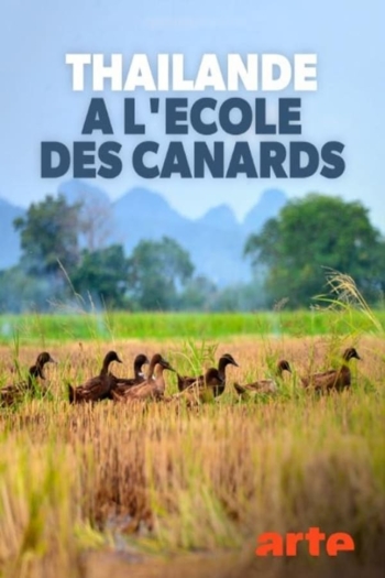Thaïlande, à l'école des canards