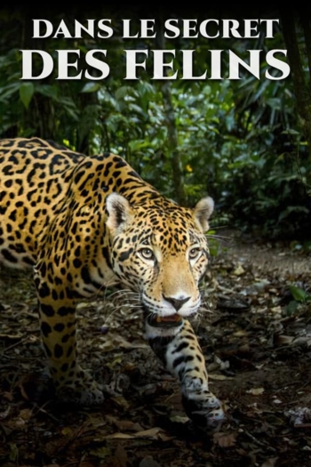 Dans les secrets des félins