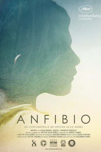 Anfibio