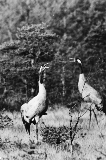 Luonnon kätköissä