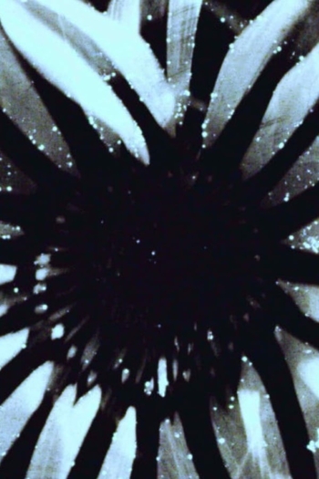 horses in the year of the dog