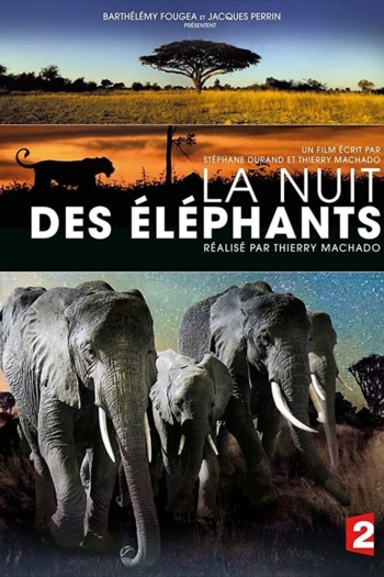 La nuit des éléphants