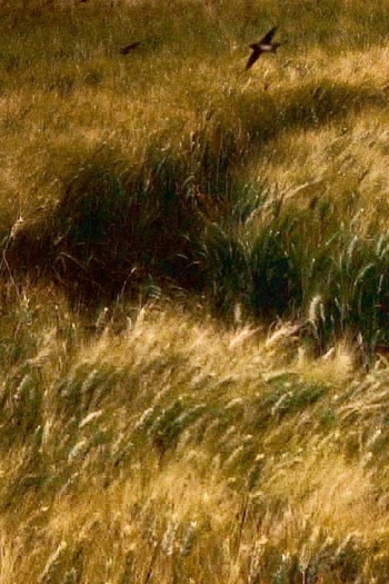 Attesa di un'estate (frammenti di vita trascorsa)