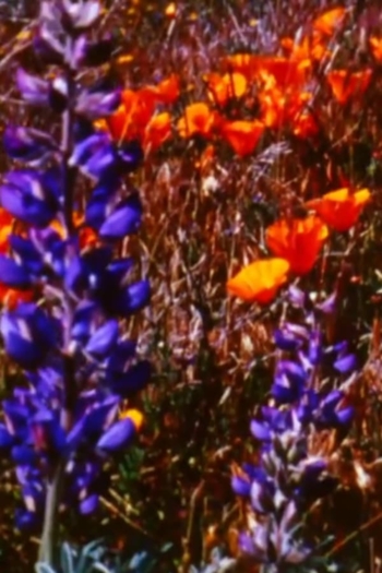 Poppy Fields Forever