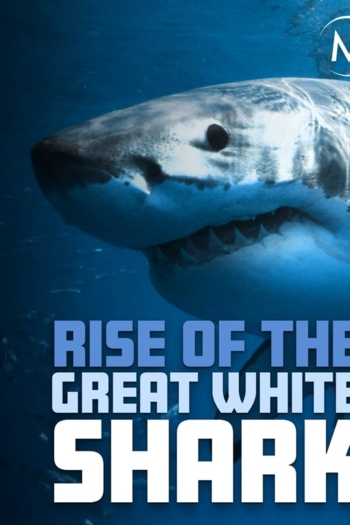 Rise Of The Great White Shark