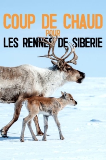 Heatstroke for the Siberian Reindeer