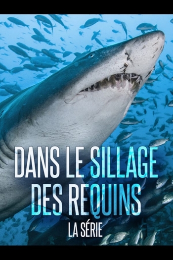 Dans Le Sillage Des Requins - Les prédateurs