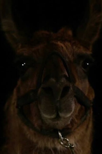 Actor Louie the Llama