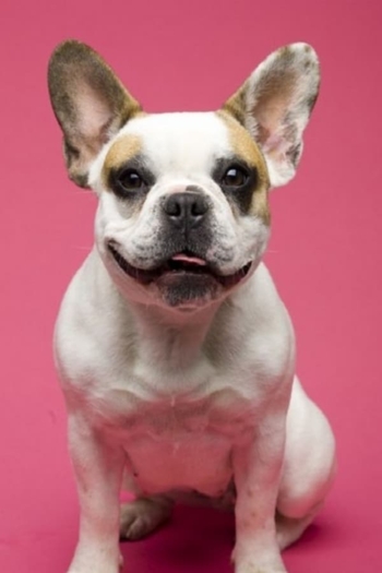 Actor Brigitte the Dog