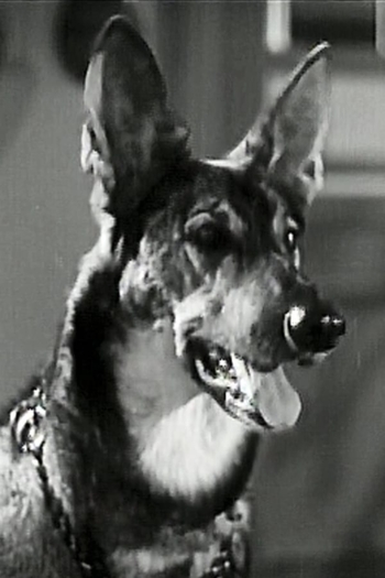 Actor Friday the German Shepherd dog