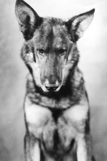 Actor Rin-Tin-Tin