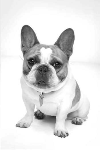 Actor Beatrice the Dog